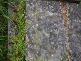 image of grave number 919848